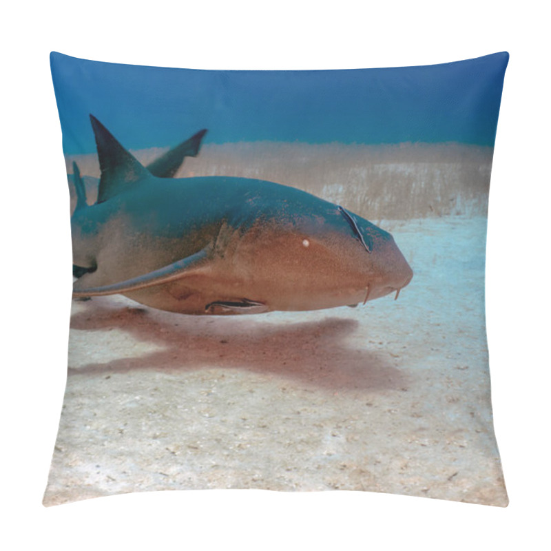 Personality  A Nurse Shark (Ginglymostoma Cirratum) In Bimini, Bahamas Pillow Covers