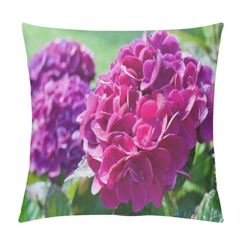 Personality  Hydrangea Macrophylla Or Hortensia Flower Pillow Covers