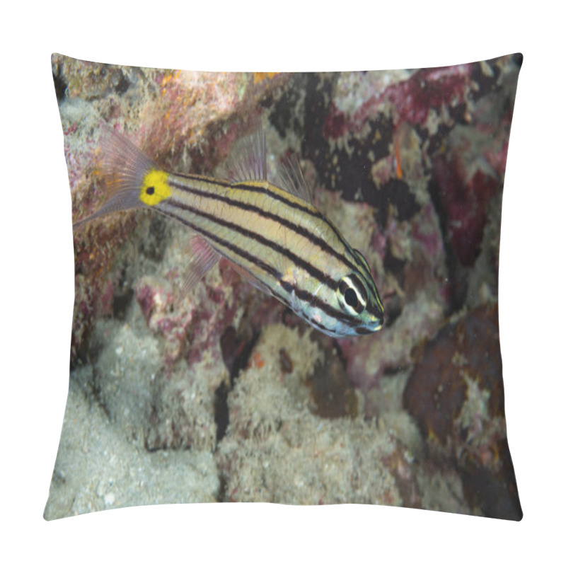 Personality  Toothy Cardinalfish Cheilodipterus Isostigmus Pillow Covers