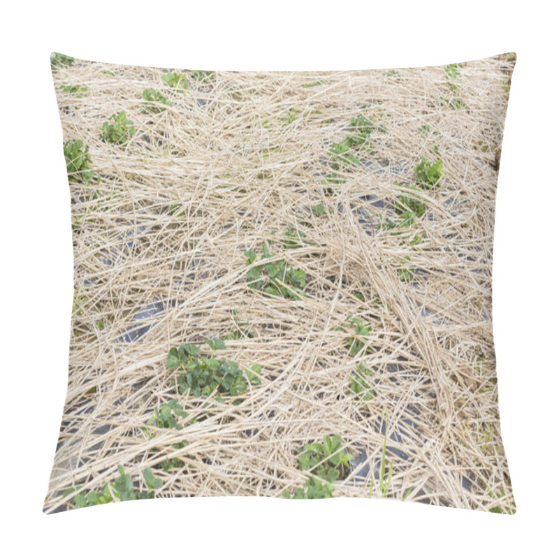 Personality  Young Strawberry Plants Growing On A Bed Of Straw Mulch Pillow Covers