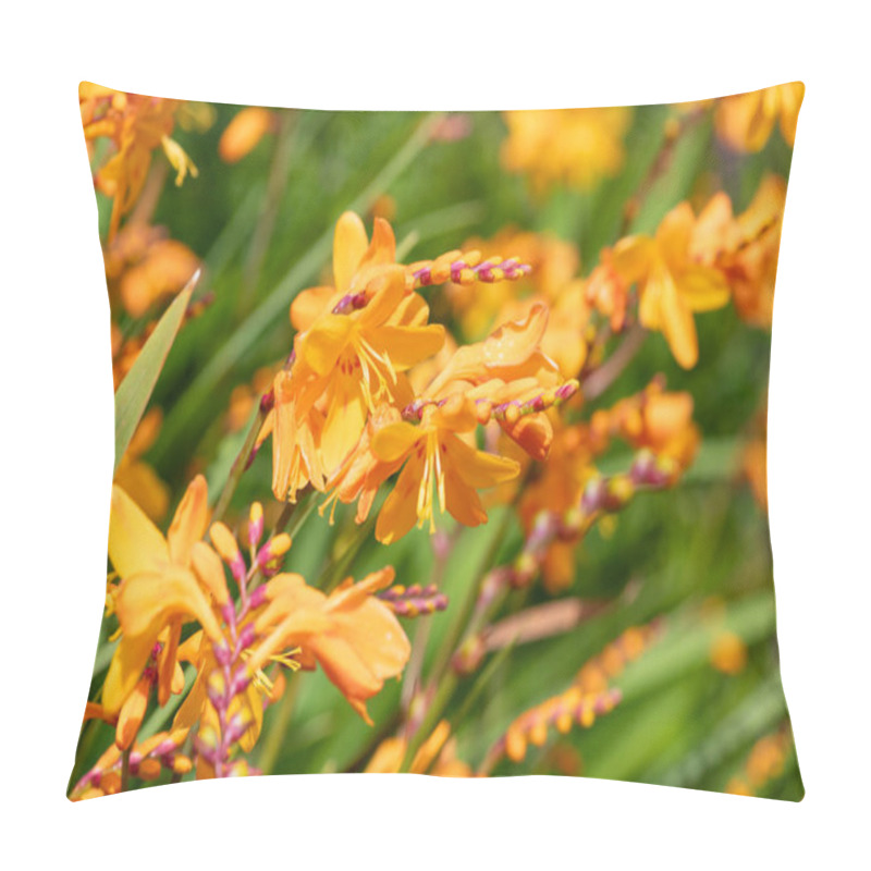 Personality  Close Up Of Columbus Montbretia (crocosmia X Crocosmiiflora) Flowers In Bloom Pillow Covers