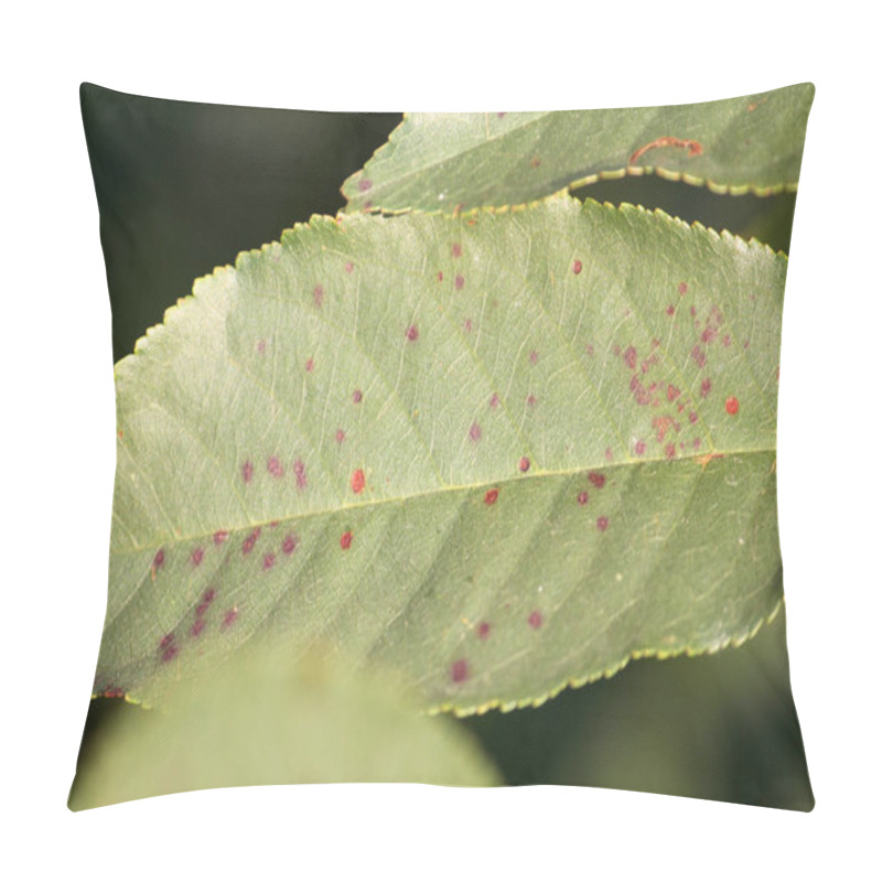 Personality  Cherry Leaf Spot Is Caused By Ascomycete Fungus Blumeriella Jaapii (formerly Known As Coccomyces Hiemalis). Fungal Disease Of Cherry Pillow Covers