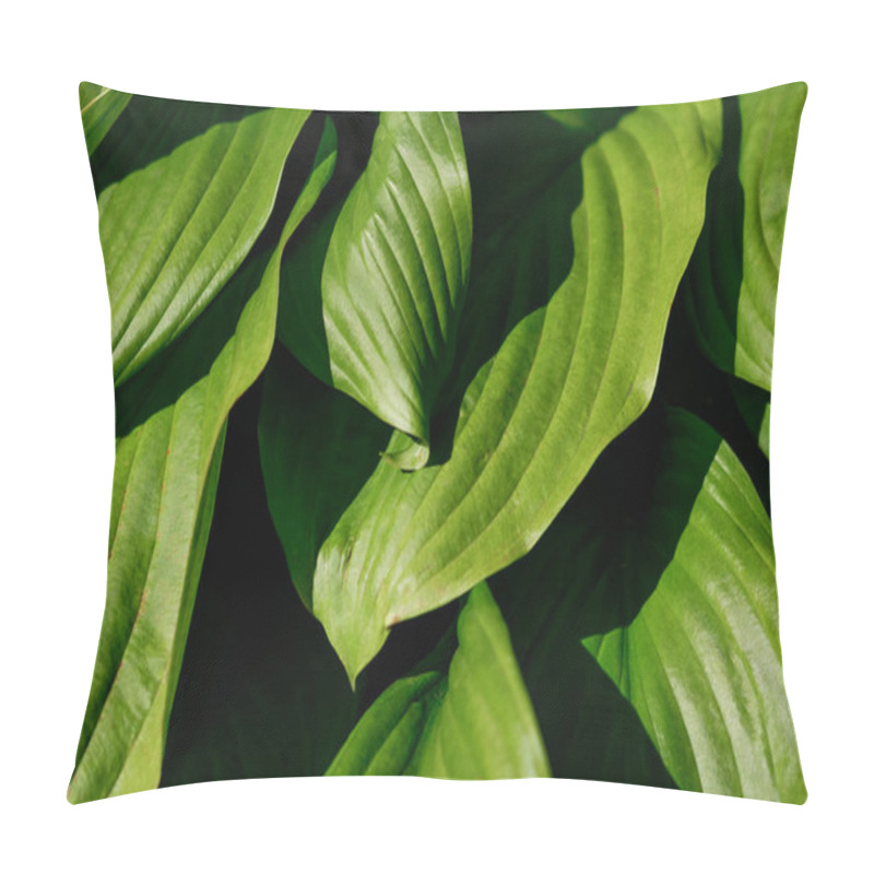 Personality  Juicy Bright Saturated Greenery In A Rainforest.The Large Leaves Of The Flower. Pillow Covers