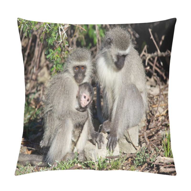 Personality  Vervet Monkeys Pillow Covers