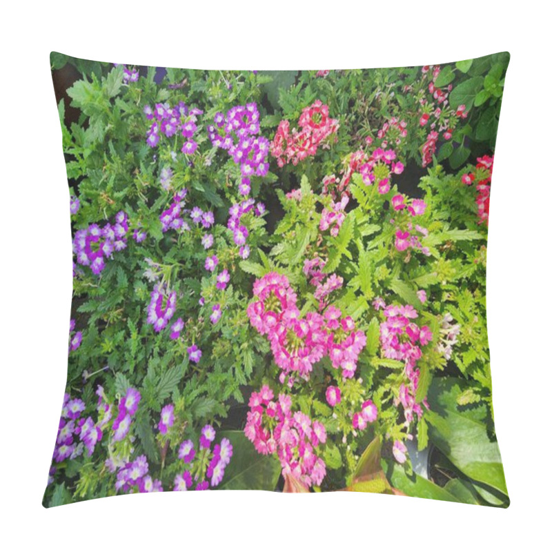 Personality  Herbaceous Verbena Hybrida Groenl Develops A Bushy Inflorescence. The Blossoms Are Aromatic And Come In A Variety Of Colors. It Is Frequently Grown As A Ground Cover And As A Garden Accent. Pillow Covers