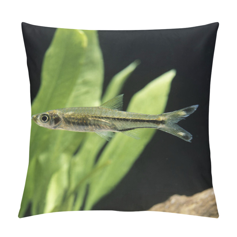 Personality  Three-Lined Rasbora Fish, Rasbora Trilineata   Pillow Covers