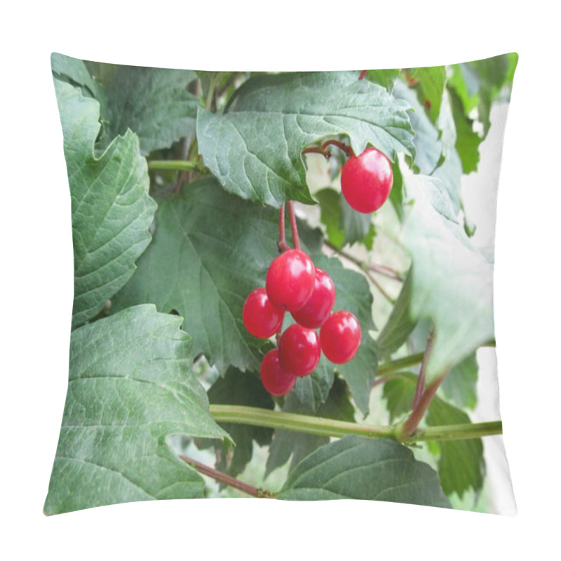 Personality  Red Unripe Fruits Of The Viburnum Opulus Among Green Juicy Leaves. Berries Of A Guelder-rose Grow On A Bush Close Up - A Natural View Pillow Covers