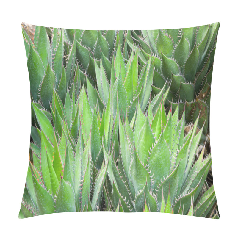 Personality  Agavacae Succulent Plant In Spring Garden Pillow Covers