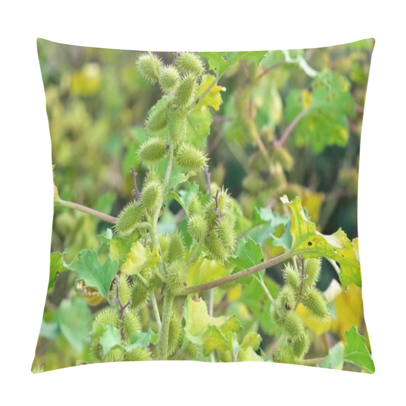 Personality  Photos Of Thorny Plants That Grow Spontaneously In Nature. Pillow Covers