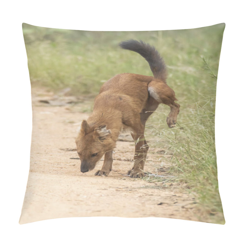 Personality  A Group Of Indian Wilddog Aka Dhole Patrolling Their Territory Inside Pench Tiger Reserve During A Wildlife Safari Pillow Covers