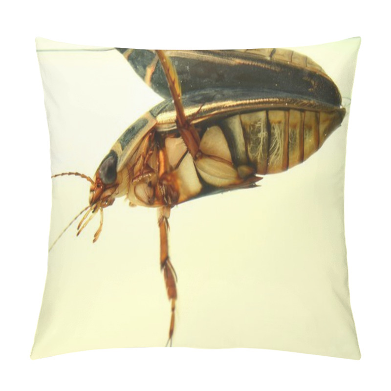 Personality  Detailed Underwater Photo Of Adult Water Bug Great Diving Beetle Pillow Covers