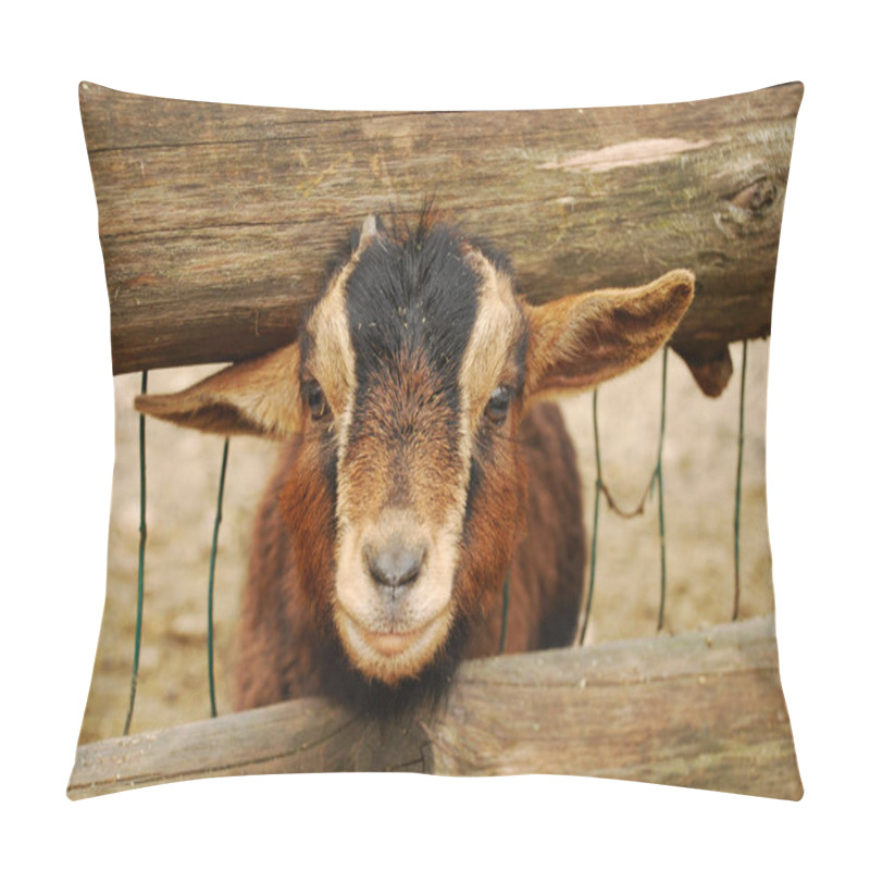 Personality  The Cameroon Goat Or African Pygmy Goat Is A Breed Of Miniature Domestic Goat. Pillow Covers