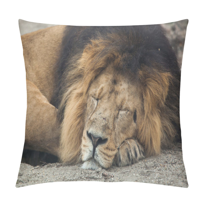 Personality  Male Asiatic Lion (Panthera Leo Persica). Pillow Covers