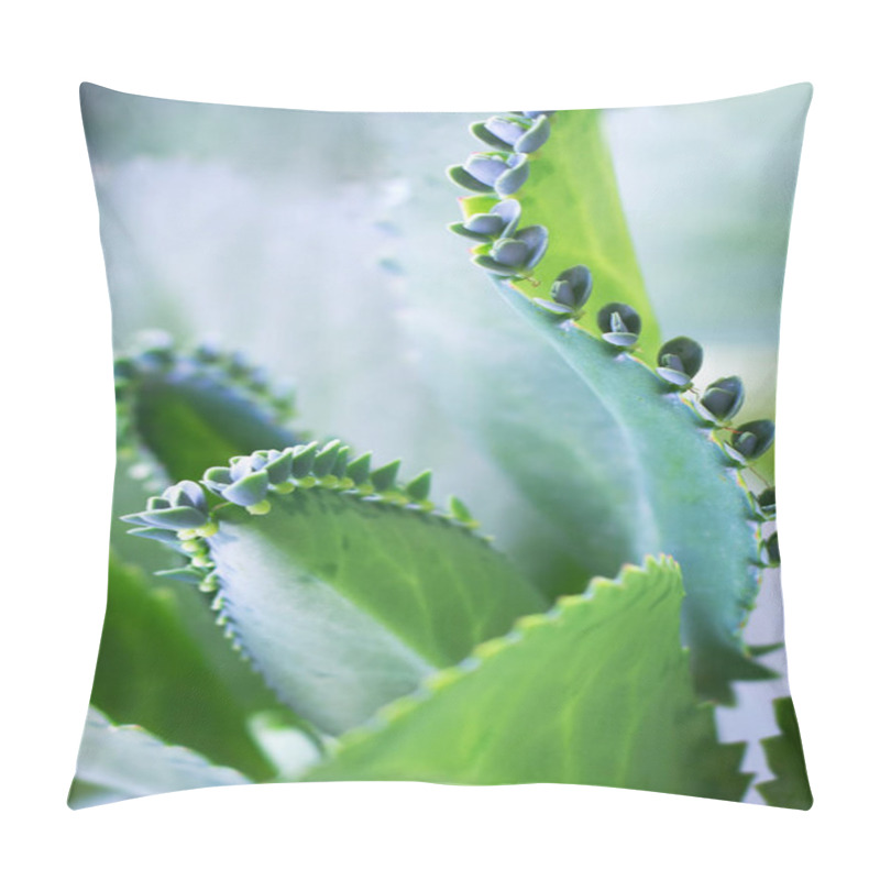 Personality  Closeup Of Mother Of Thousands Show Sapling Seedling Pillow Covers