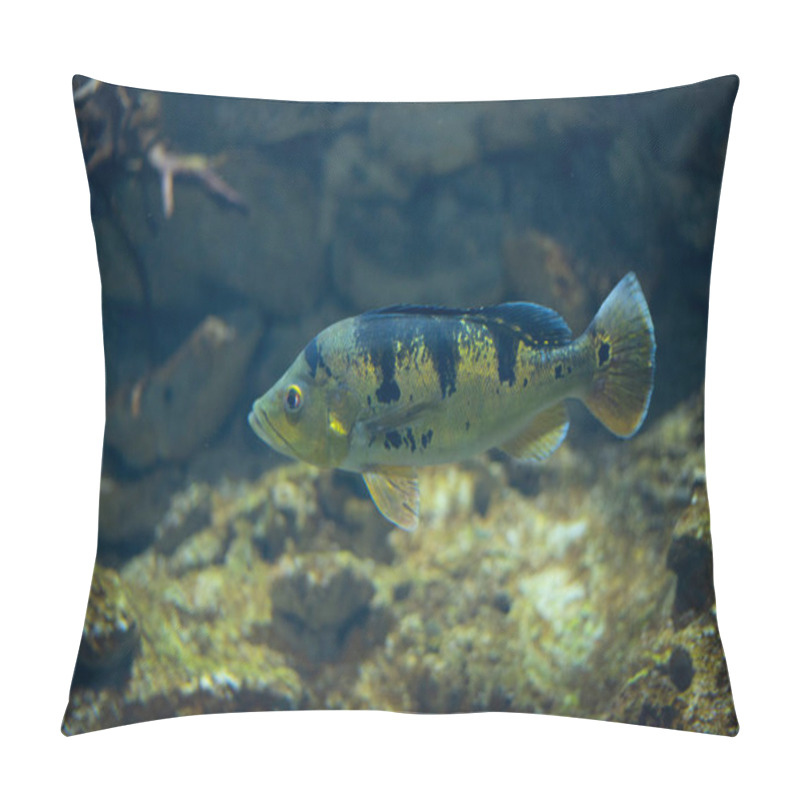 Personality  Cichla Ocellaris, Known As The Butterfly Peacock Bass In Aquarium.  Pillow Covers