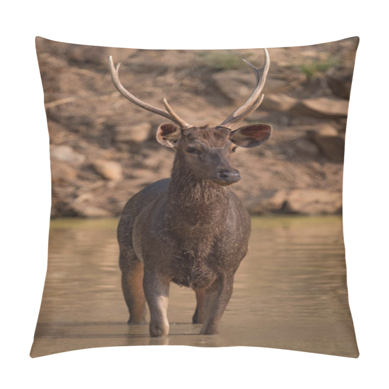 Personality  Male Sambar Deer Standing In Shallow Water Pillow Covers