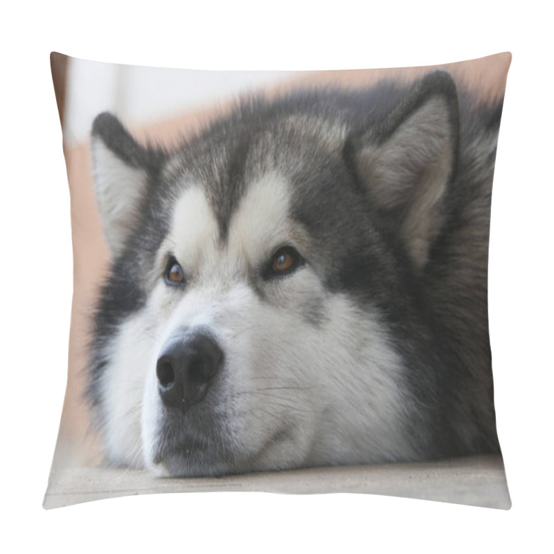 Personality  A Dog Of The Malamute Breed Lies Resting. Close-up Of A Dog's Muzzle. Pillow Covers