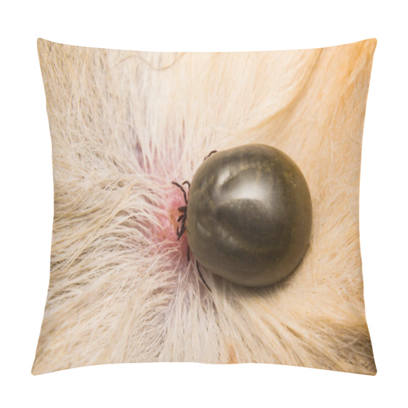 Personality  Adult Tick On The Skin Surface Of A Cat, Before Lay Eggs Pillow Covers