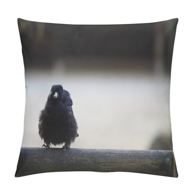 Personality  A Cute Young Carrion Crow (Corvus Corone) Ruffles While Staring At The Camera On A Wooden Balcony Rail Pillow Covers