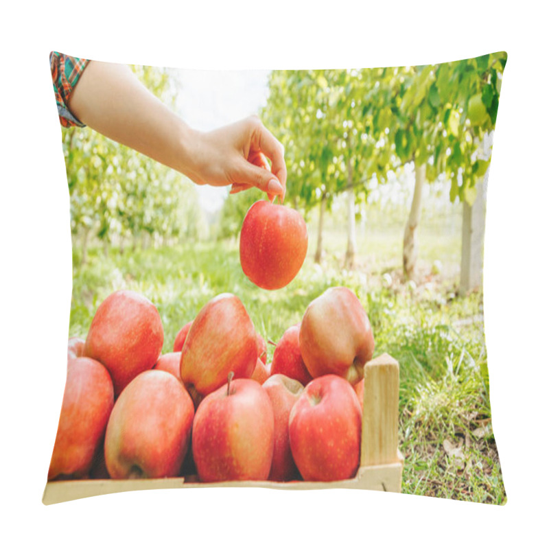 Personality  An Unrecognizable Front View Wooden Box With Red Apples And A Woman Hand Holding A Ripe Apple. The Background Is An Orchard With Even Rows Of Trees. Pillow Covers