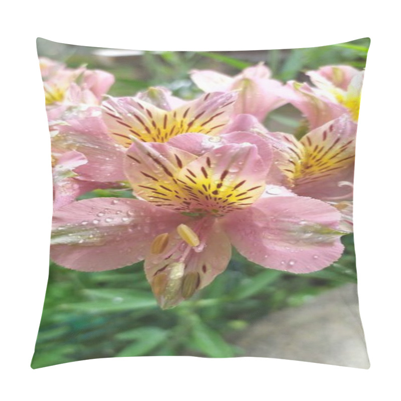 Personality  Close-up Of Vibrant Pink Peruvian Lilies With Droplets On Petals. Pillow Covers