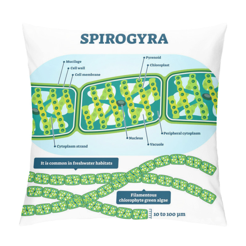 Personality  Spirogyra Vector Illustration. Labeled Educational Green Algae Structure. Pillow Covers