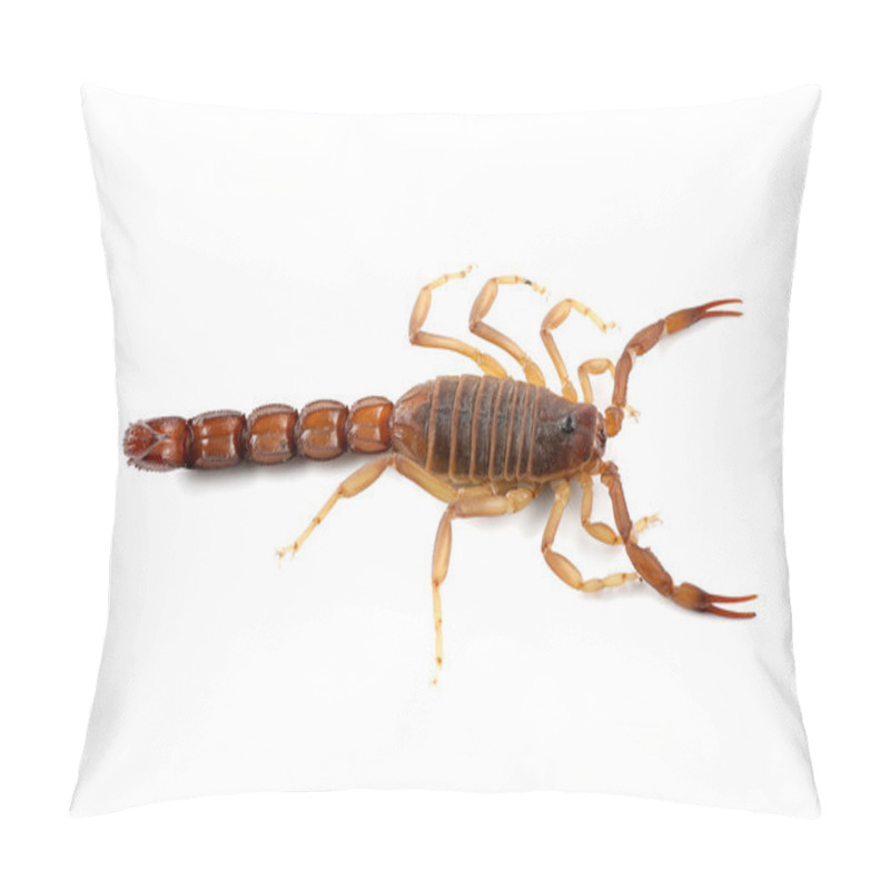 Personality  Poisonous Scorpion Pillow Covers