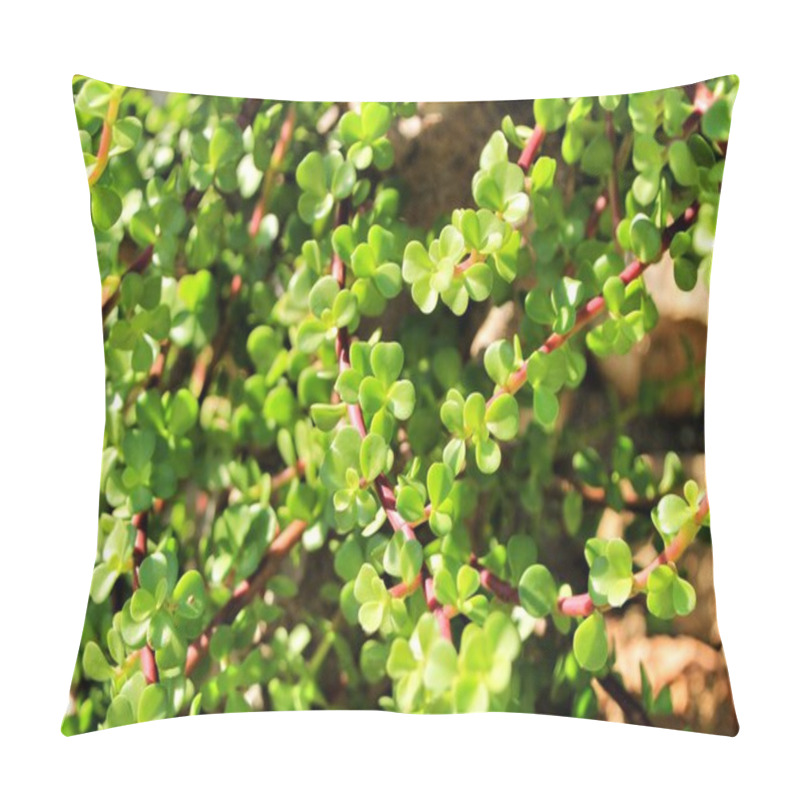 Personality  Beautiful Portulacaria Afra, Elephant Bushes Under The Sun Pillow Covers