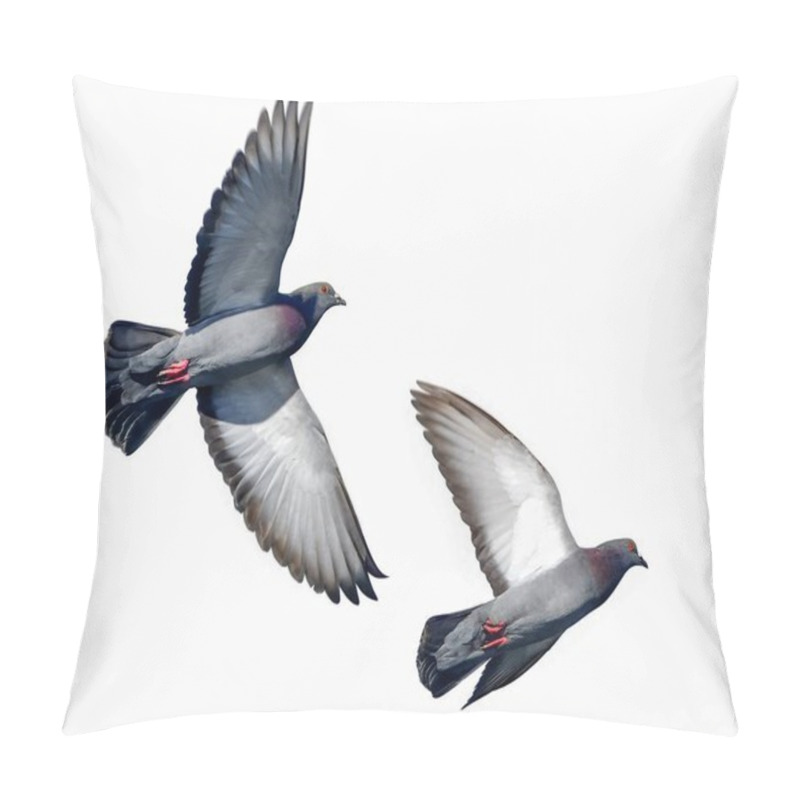 Personality  Rock Pigeons Or Rock Doves - Columba Livia - In Flight Cutout On Isolated White Background. Hillsborough River Tampa, Florida. Non Native Bird Pillow Covers