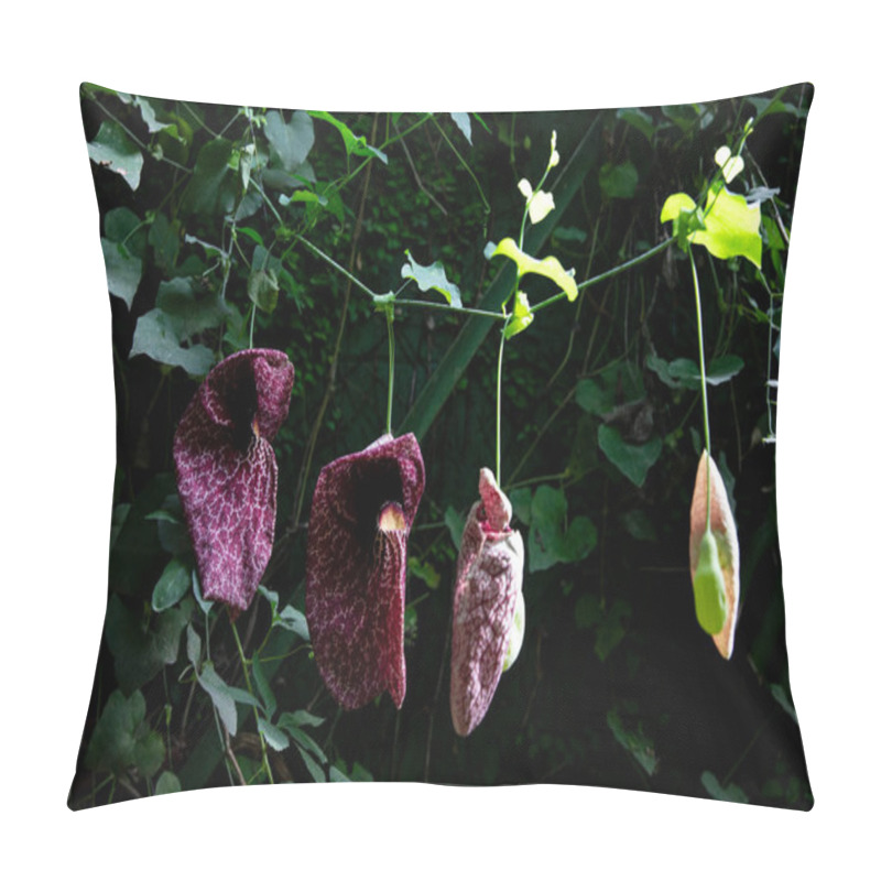 Personality  Close-Up Of Aristolochia Vine Flower Pillow Covers