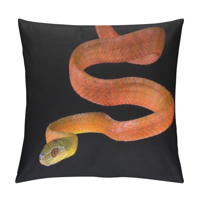 Personality  Black-headed Cat Snake (Boiga Nigriceps) Pillow Covers