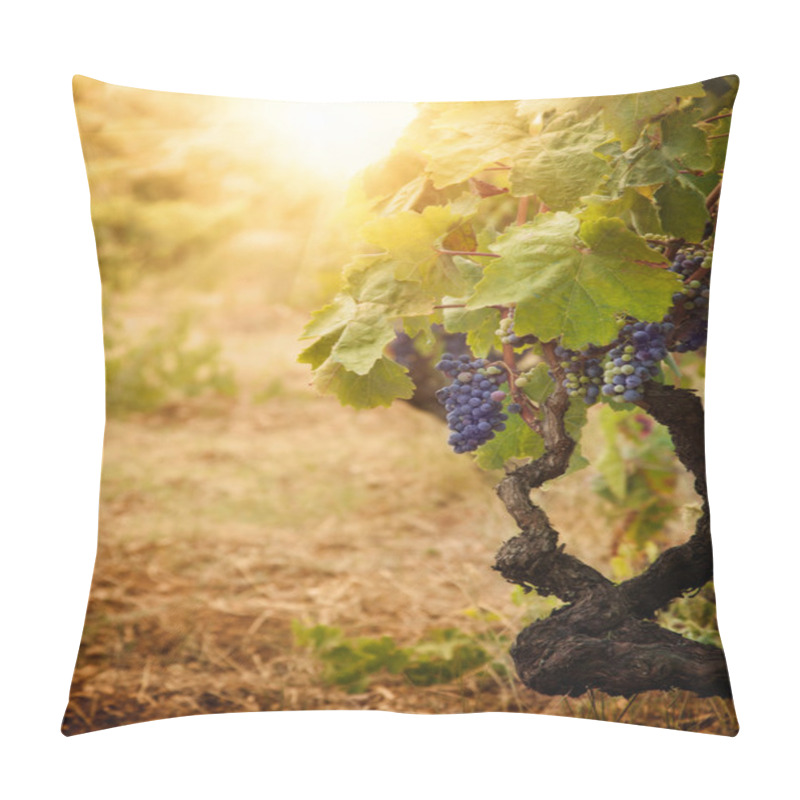 Personality  Vineyard In Autumn Harvest Pillow Covers