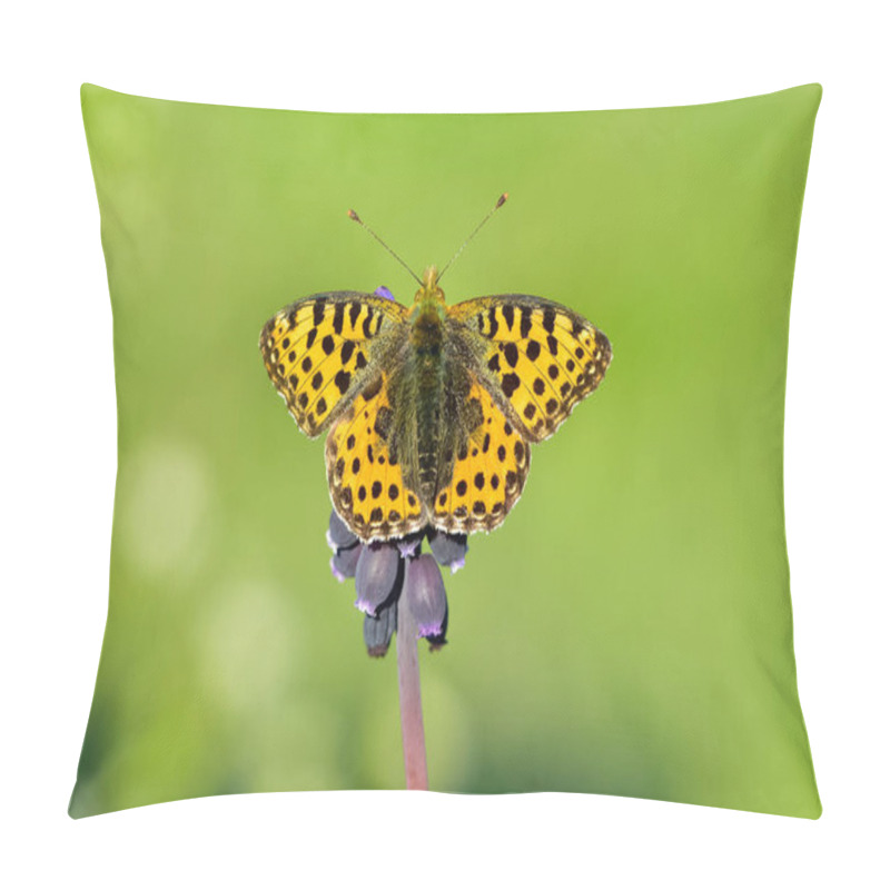 Personality  Photos Of Butterflies Feeding On Flowers Pillow Covers