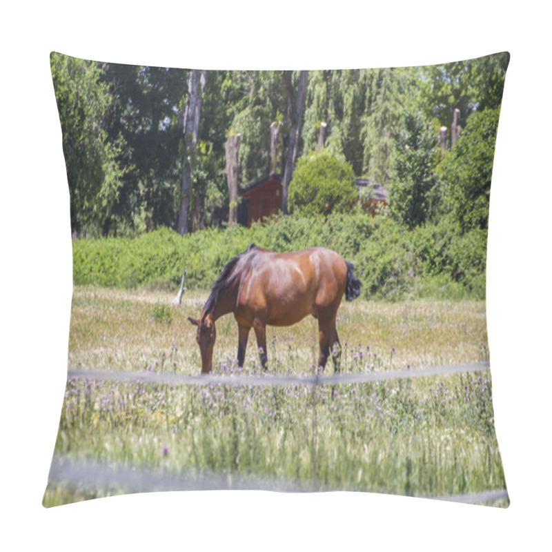 Personality  Brown Horse Grazing In A Green Pasture Pillow Covers