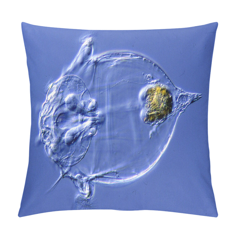 Personality  Asplanchna Rotifer In Drops Of Water Under A Microscope 200x Pillow Covers