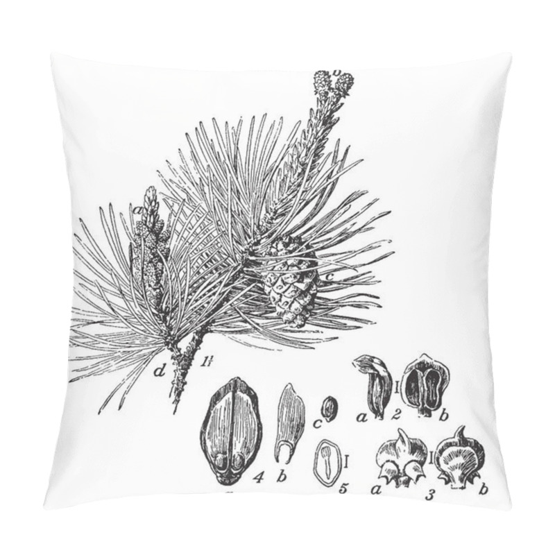 Personality  A Picture Which Shows Various Parts Of Scotch Pine Such As Twig, Catkins, Cone, Needles, Anther, Carpel-scale, Seed Wing, Section Of A Seed Showing The Embryo, Etc, Vintage Line Drawing Or Engraving Illustration. Pillow Covers