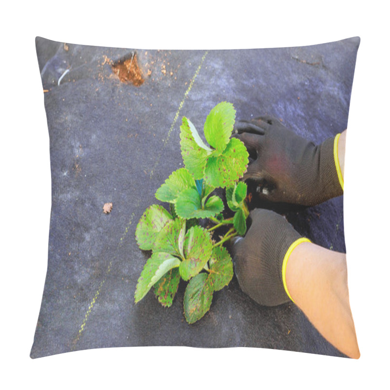 Personality  Planting Strawberries In Prepared Bed Of Soil By Hand, Female Gardener Pillow Covers