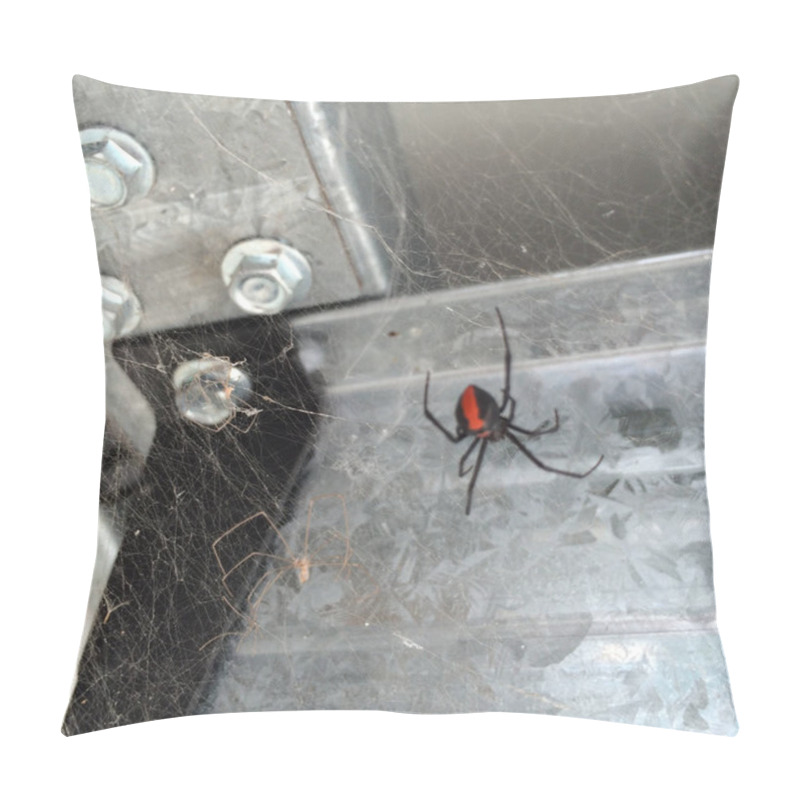 Personality  Portrait Of A Redback Spider Taken In The Basement Of My House In Australia Pillow Covers