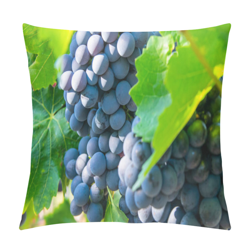 Personality  Big Bunche Of Red Wine Grapes In Sunny Weather On The Vineyard. Summer Harvest For Nature Background. Pillow Covers