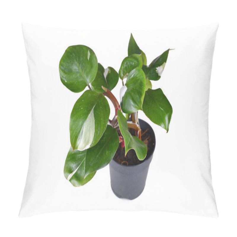 Personality  Tropical 'Philodendron White Knight' Houseplant With White Variegation Spots On White Background Pillow Covers