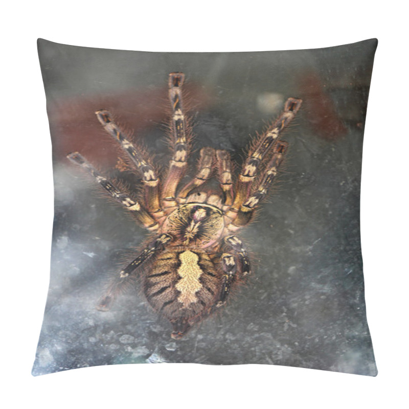 Personality  Spider Tarantula Pillow Covers