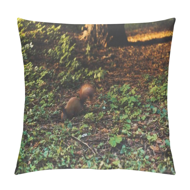 Personality  Squirrel In Park Pillow Covers