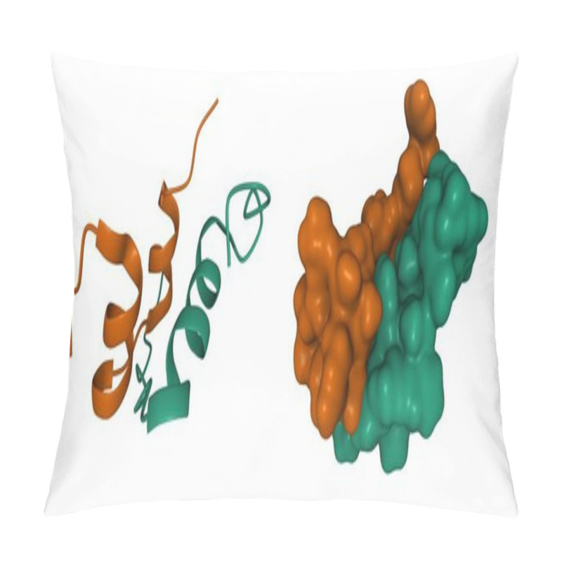 Personality  Structure Of Human Hormone Insulin-like Peptide-3 Heterodimer, 3D Cartoon And Gaussian Surface Models, White Background Pillow Covers