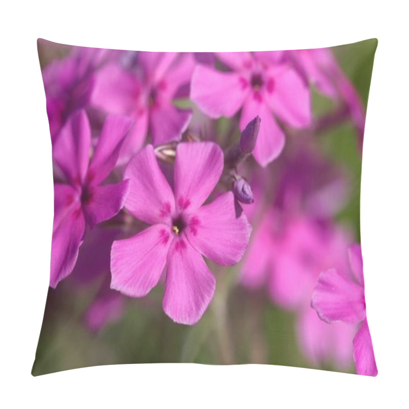 Personality  Flowers Of A Cultivated Prairie Phlox Plant, Phlox Pilosa Pillow Covers