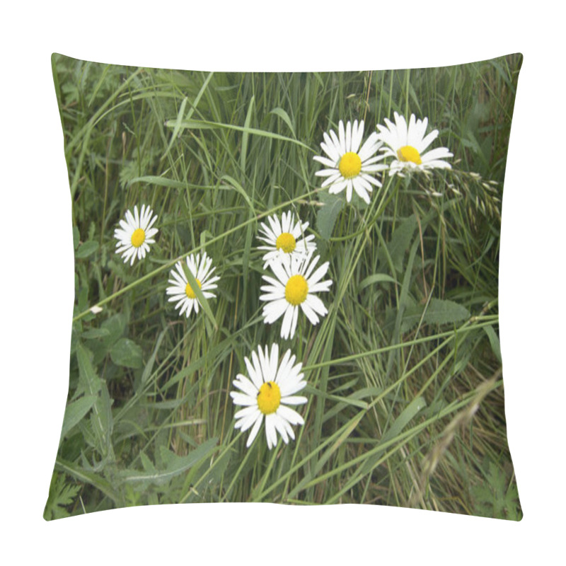 Personality  Blooming Daisies, White With Yellow Flower On Grass Background Pillow Covers