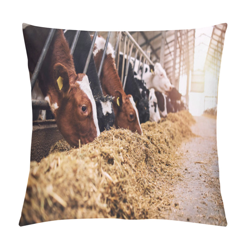 Personality  Group Of Cows At Cowshed Eating Hay Or Fodder On Dairy Farm. Pillow Covers