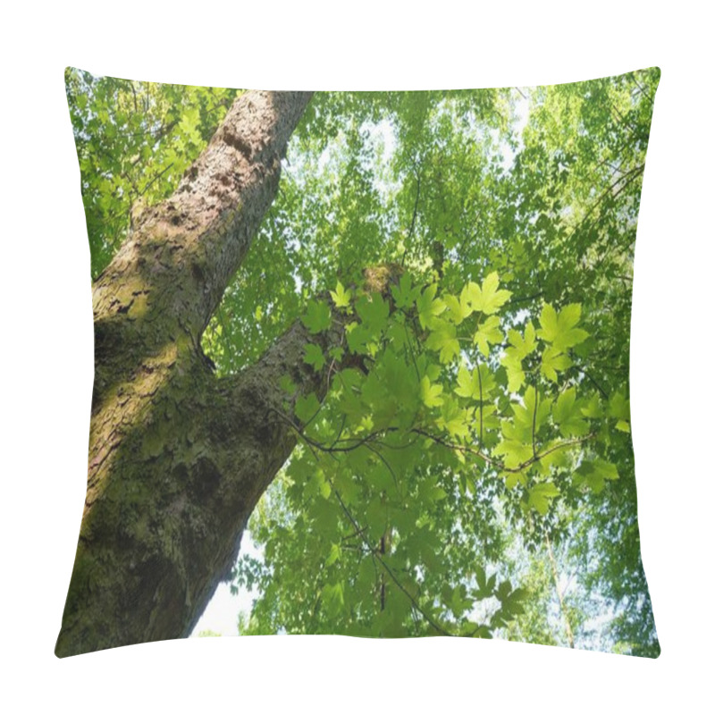 Personality  Maple On A Hiking Trail In The Thuringian Forest In Germany Pillow Covers