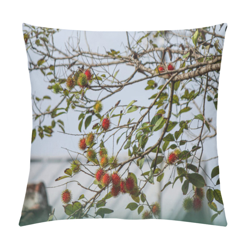 Personality  Rambutan Is Starting To Bear Fruit, Background Of The Sky Pillow Covers