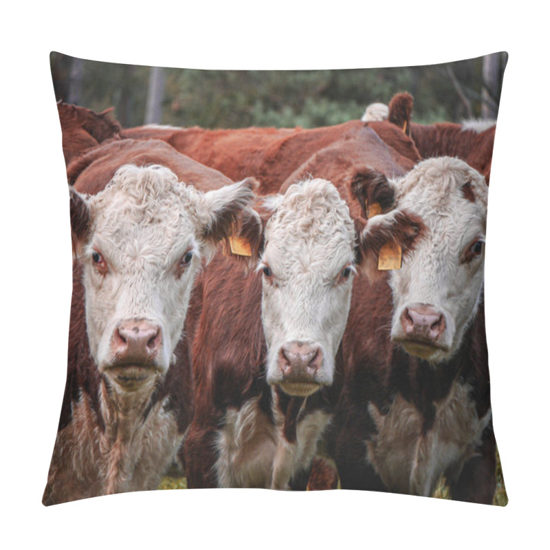 Personality  Portrait Of Cows Standing On Field Pillow Covers