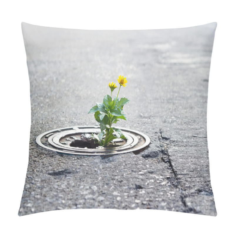 Personality  Yellow Flower Growing In Broken Metal Pipe On Street, Soft Focus Pillow Covers